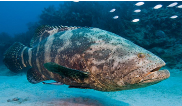 Danh mục mẫu 8